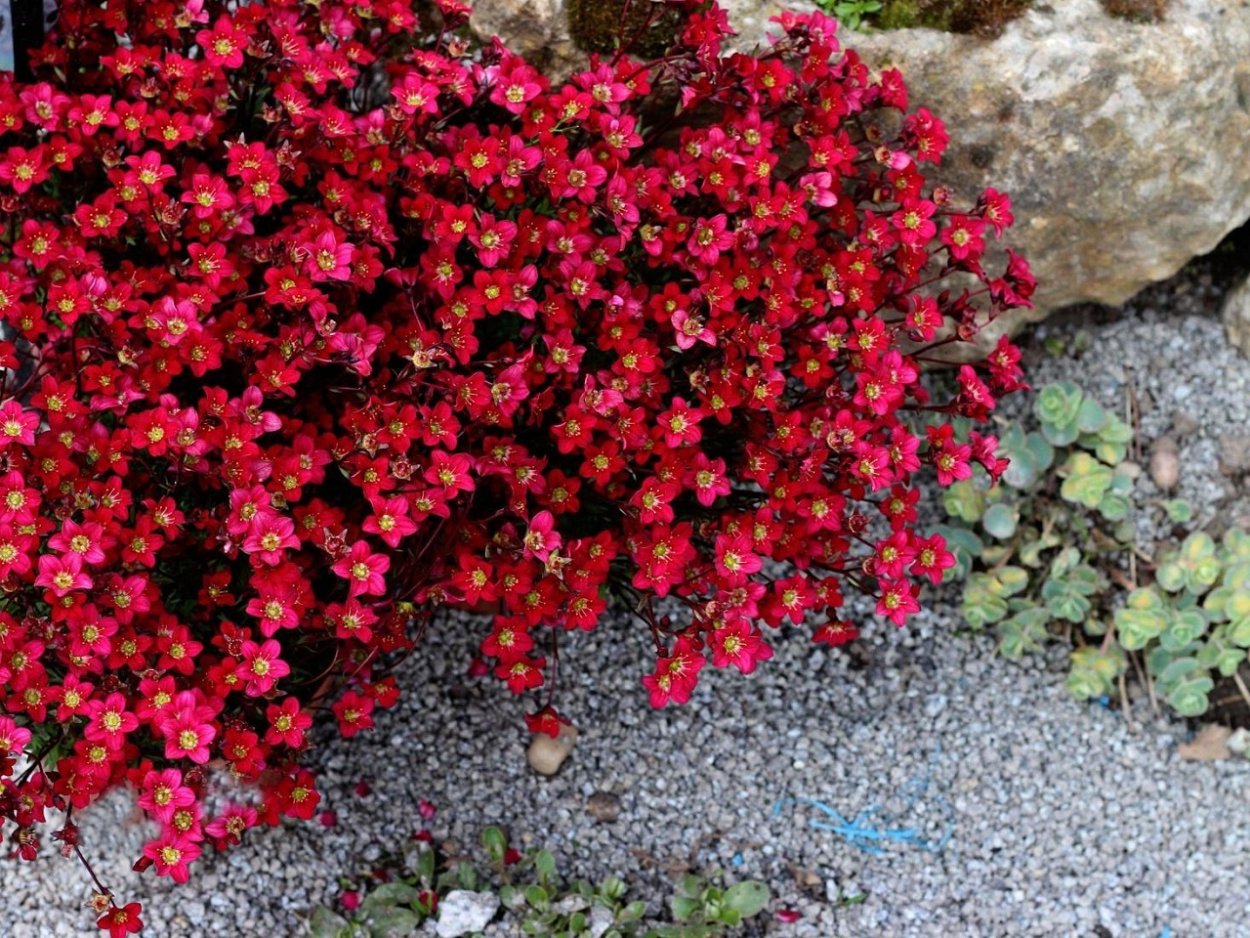 Камнеломка Rockies Red