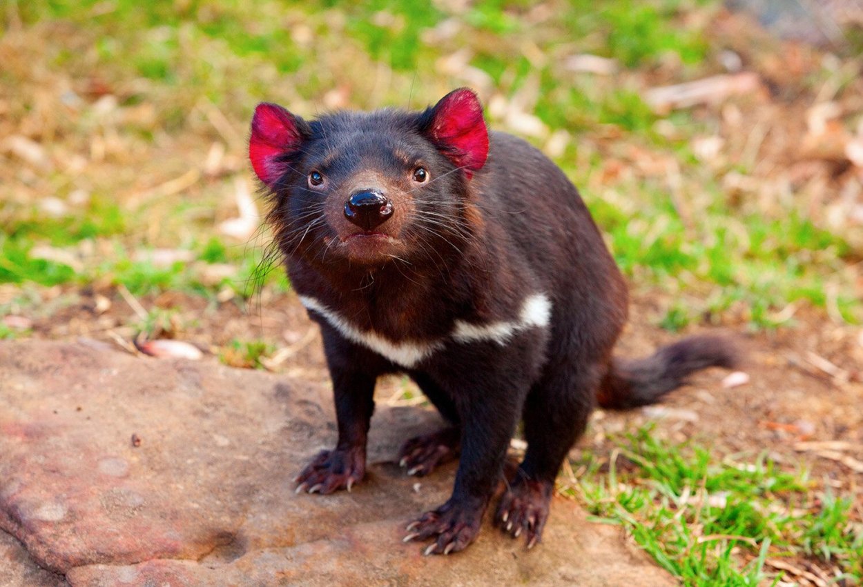 Животные Австралии Тасманский дьявол