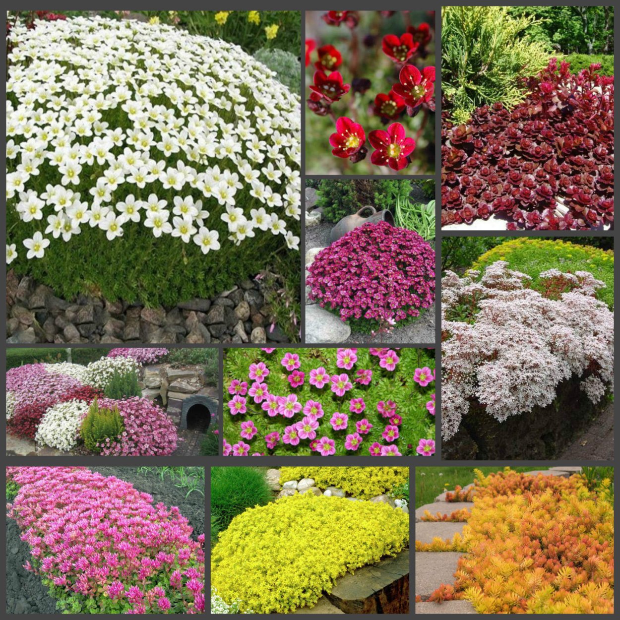 Почвопокровные многолетники Беккер