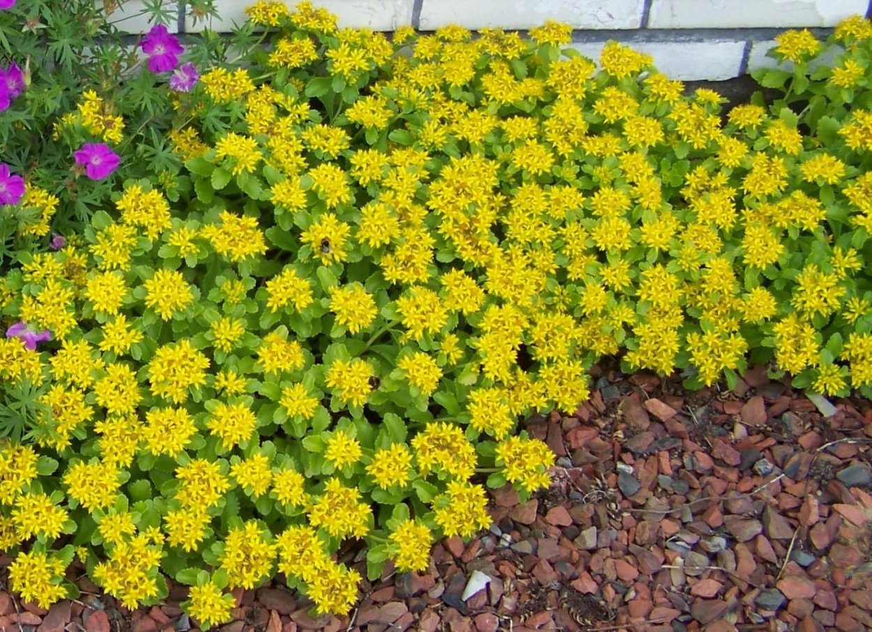 Седум (Очиток) Камчатский, желтый