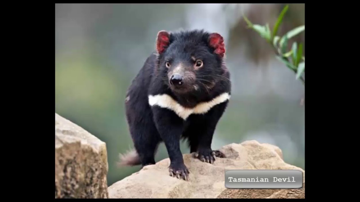 Фосса. Тасманийский