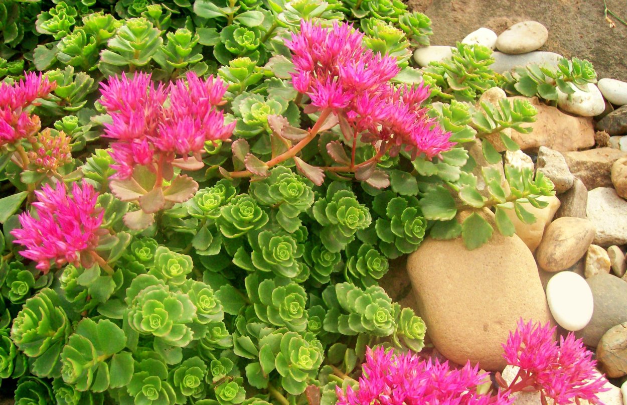 Барвинок камнеломка седум