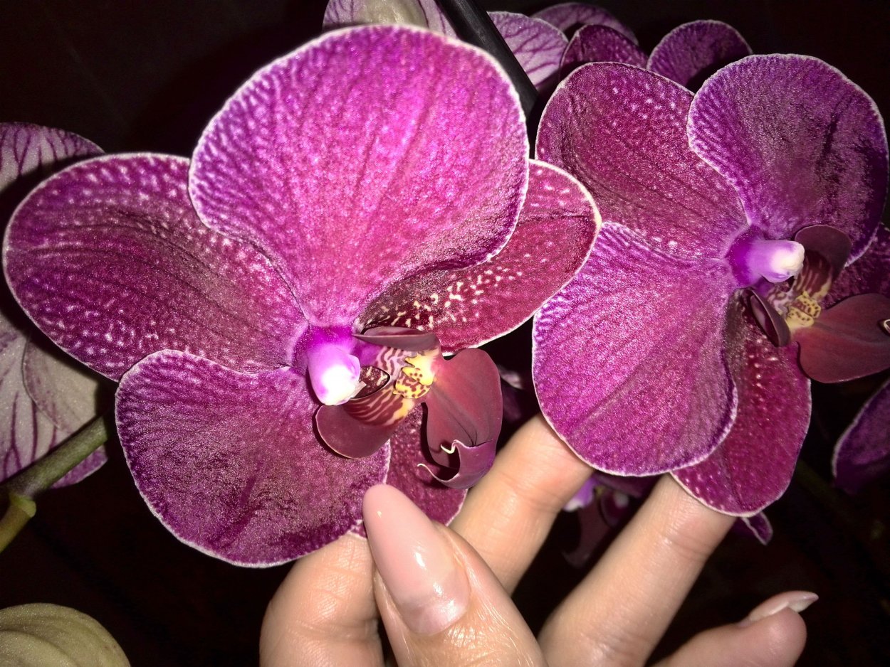 Орхидея миа