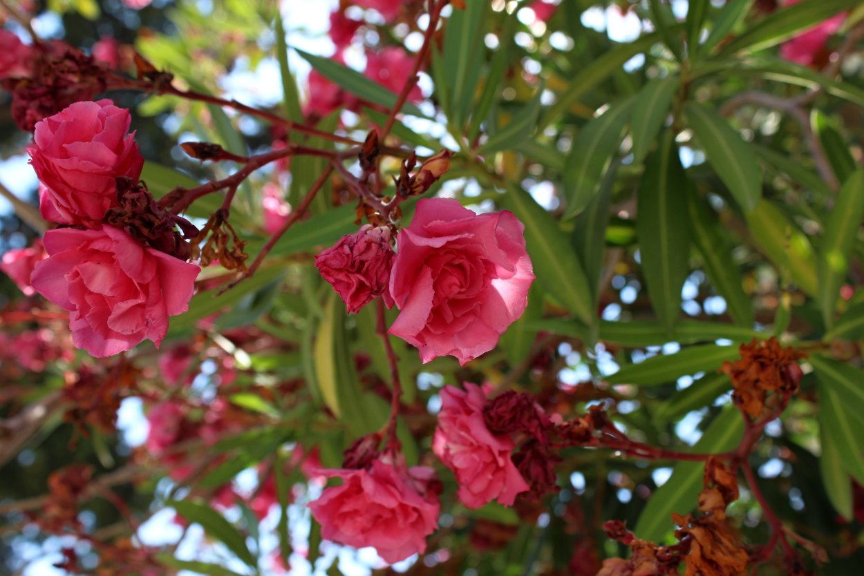 Кустарник Южный с розовыми