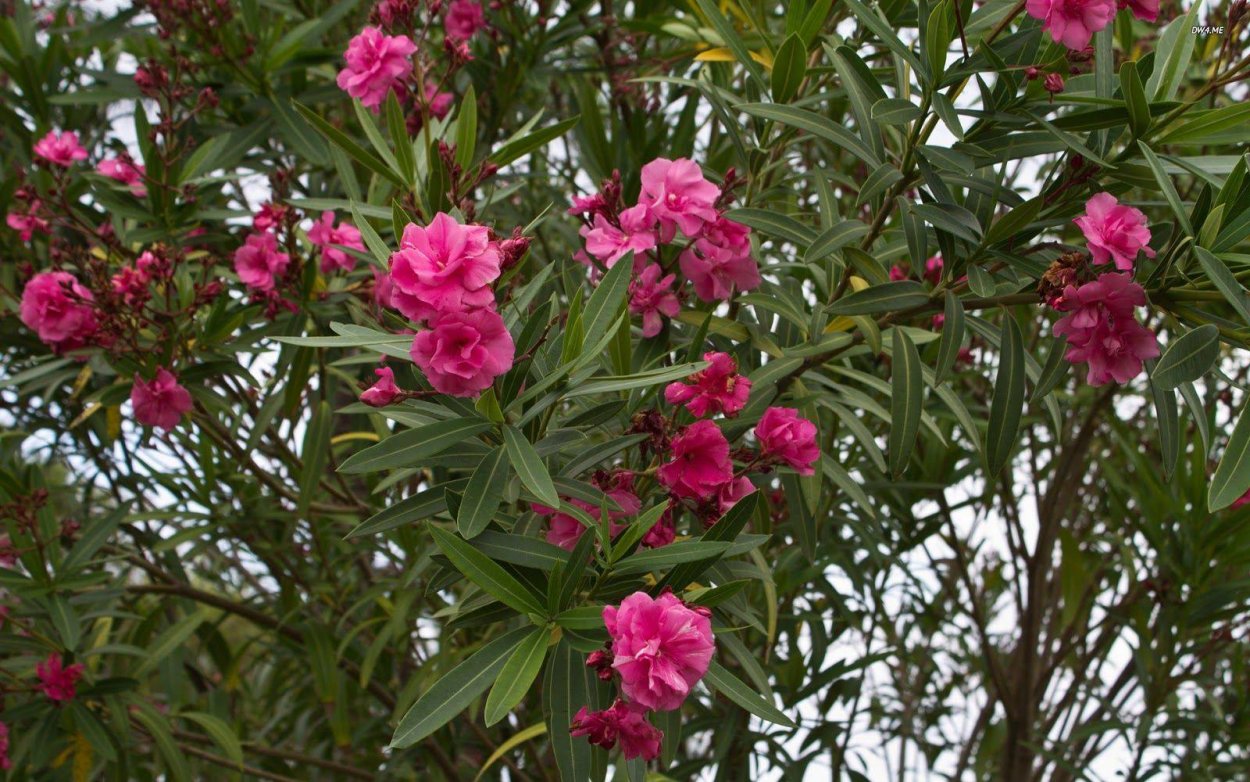 Олеандр обыкновенный куст