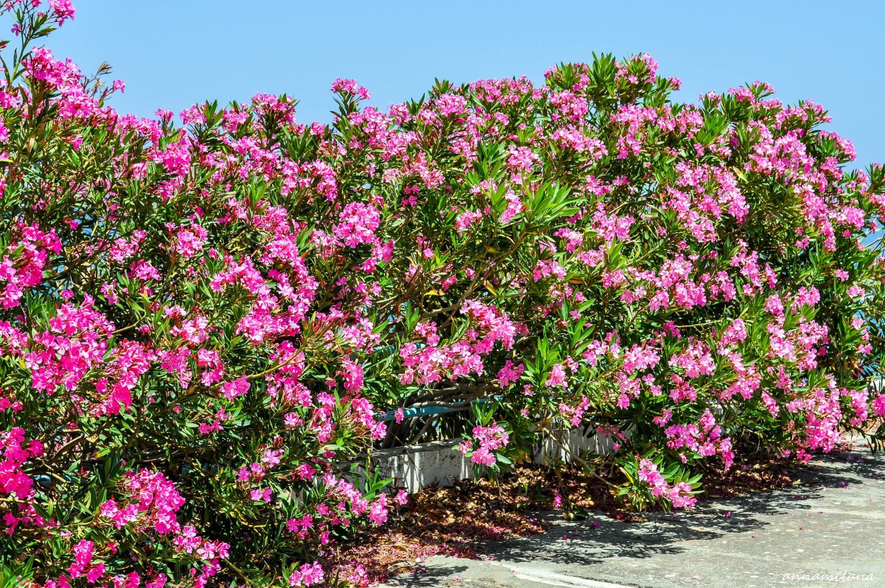 Олеандр обыкновенный куст