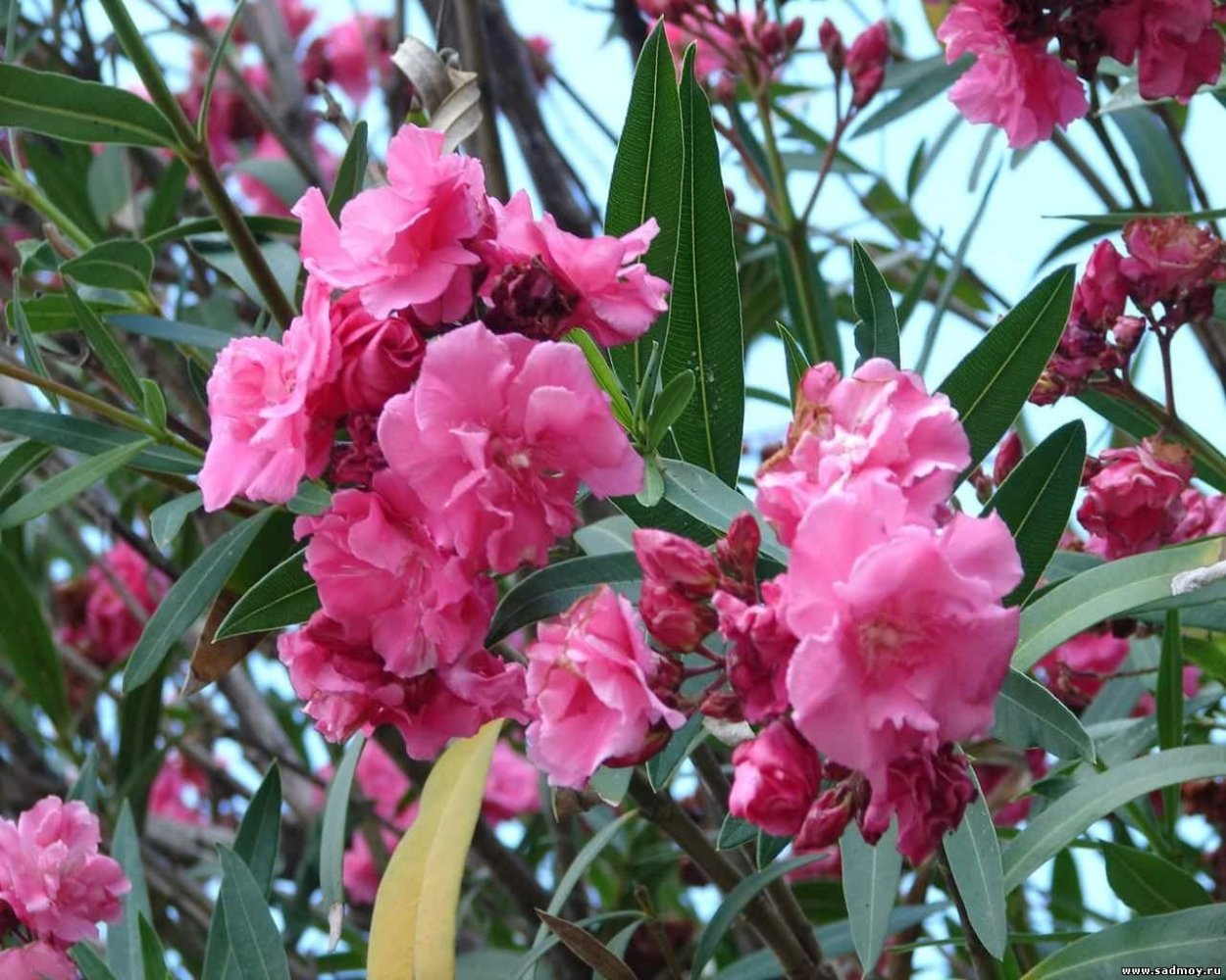 Олеандр кустарник