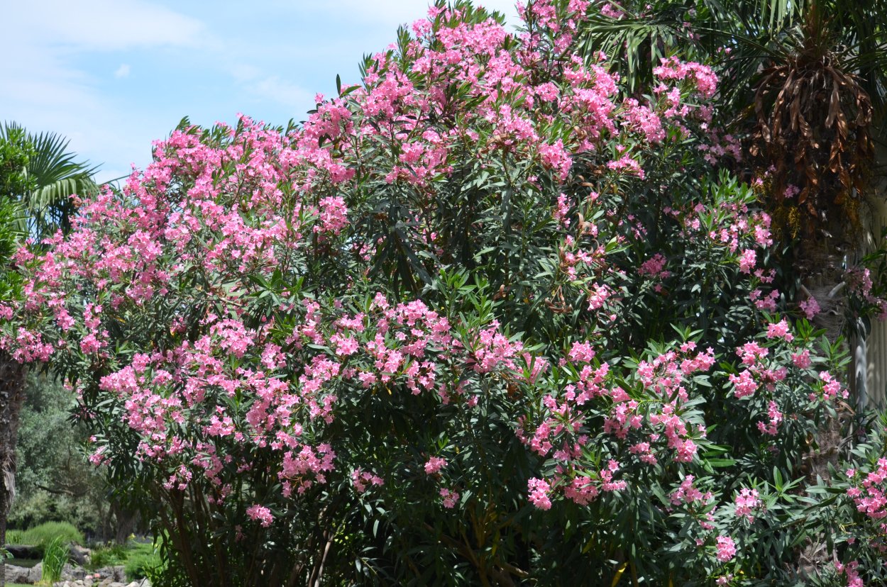 Олеандр в Севастополе
