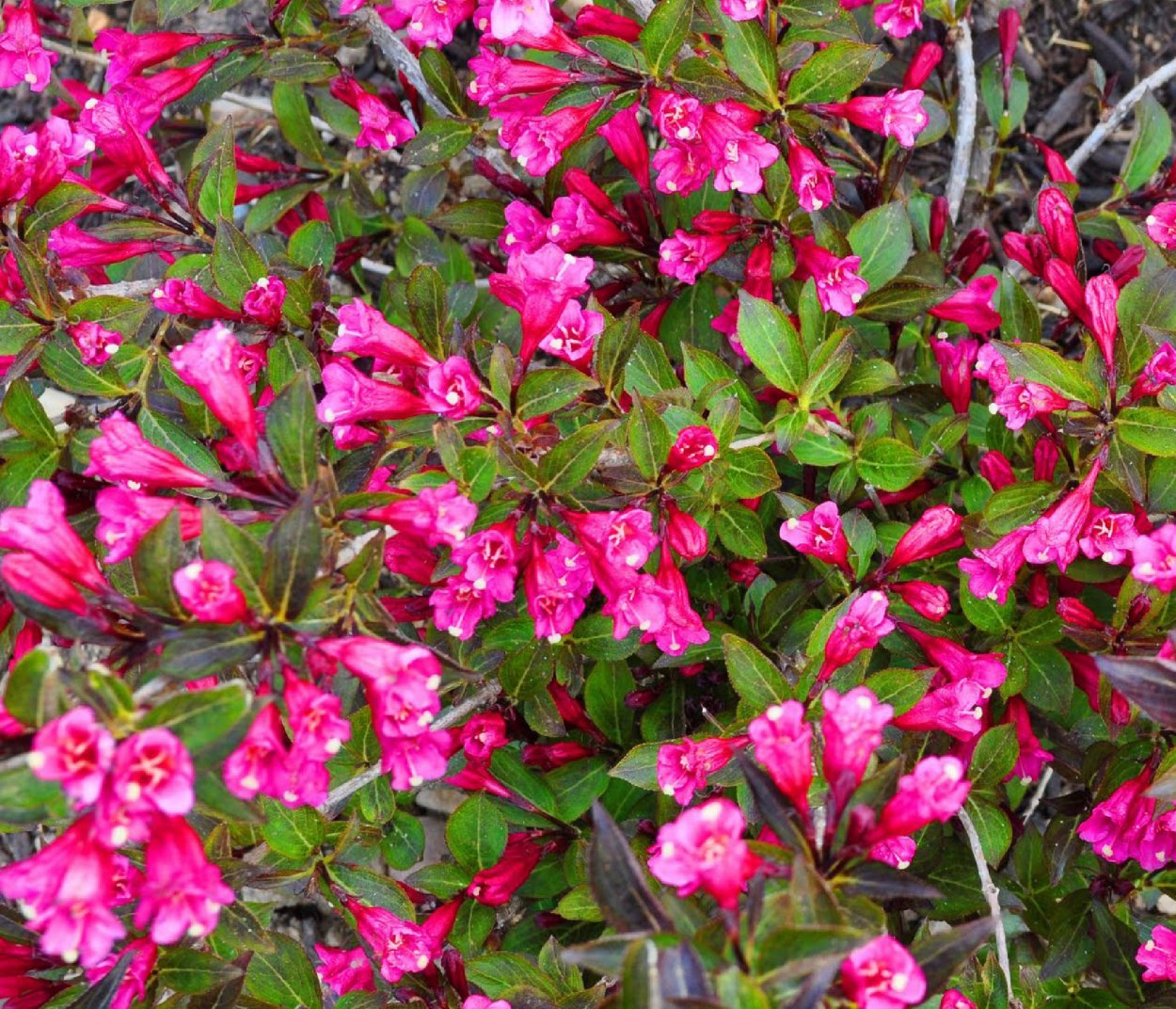 Вейгела малиновая