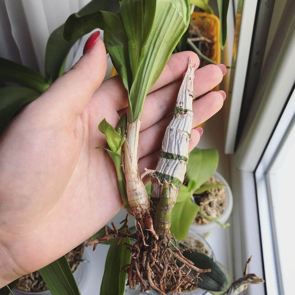 Орхидея морковка катасетум