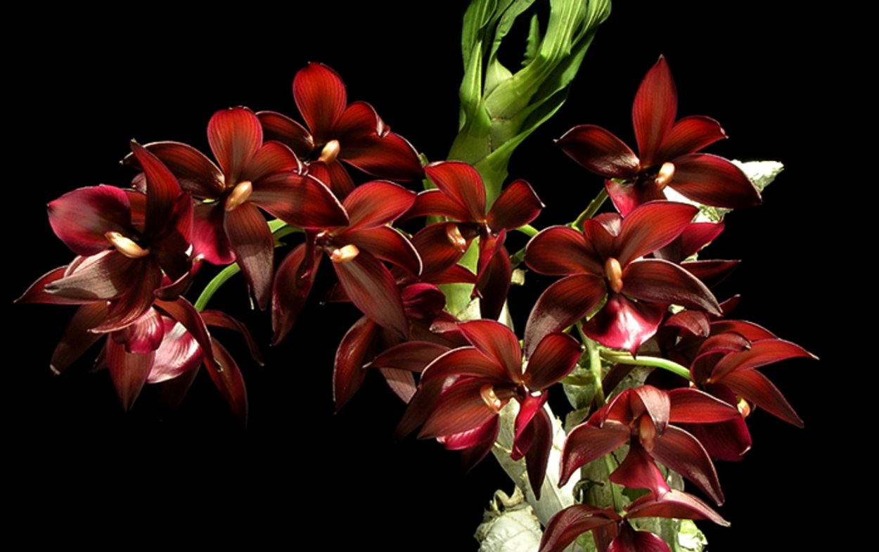 Цикнодес орхидеи