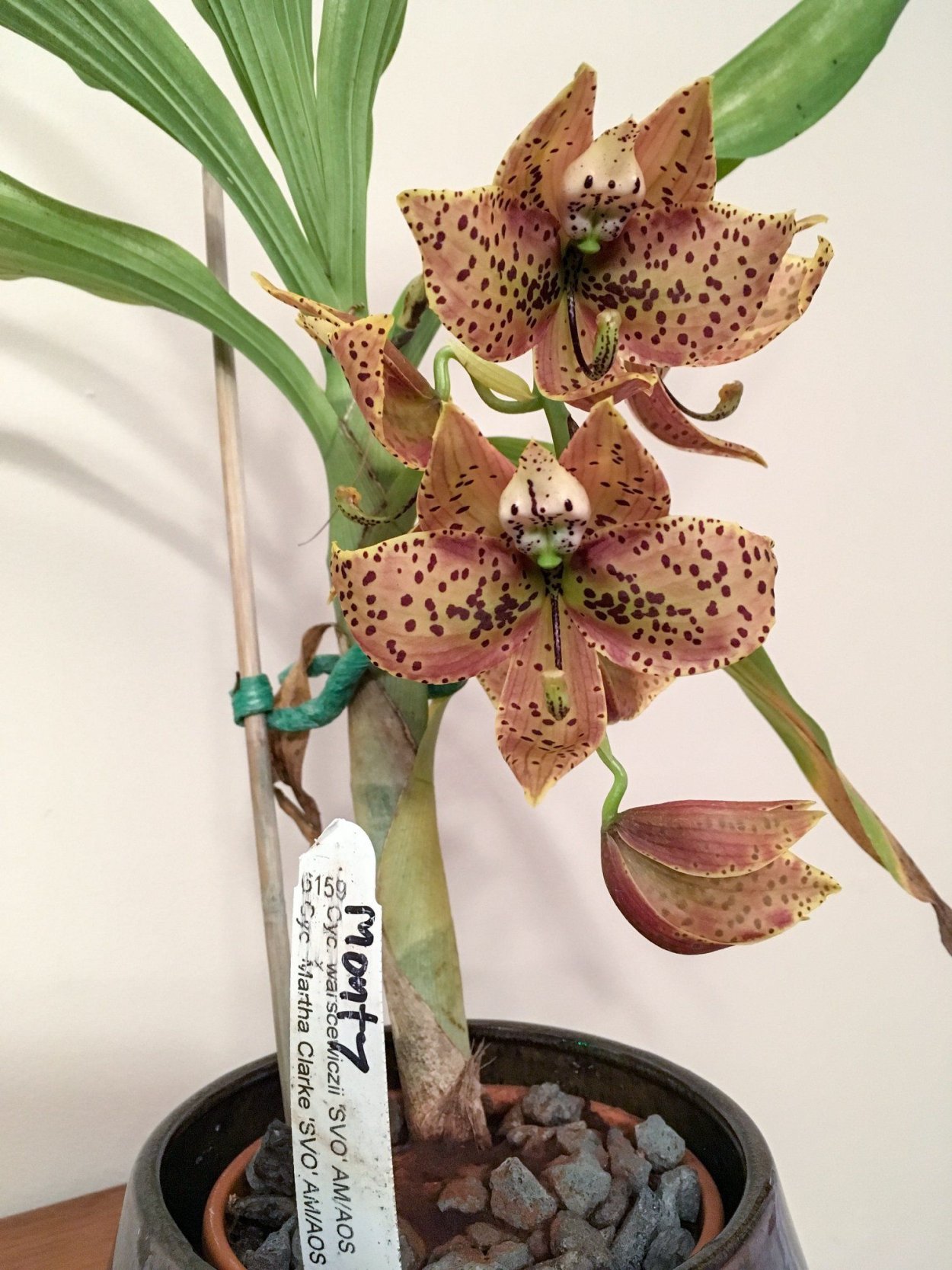 CYC. TIDC Purple frilled Lizard 'Orange Coffee'