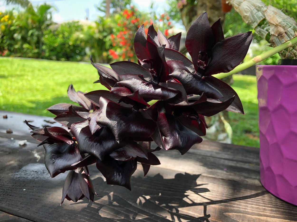 Мониерара Миллениум Мэджик вичкрафт