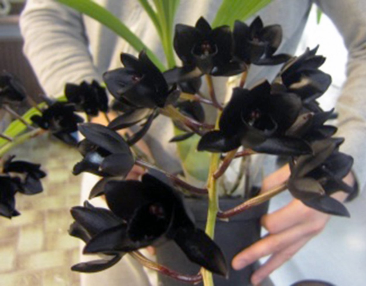 Орхидея Fredclarkeara after Dark 'SVO Black Pearl'