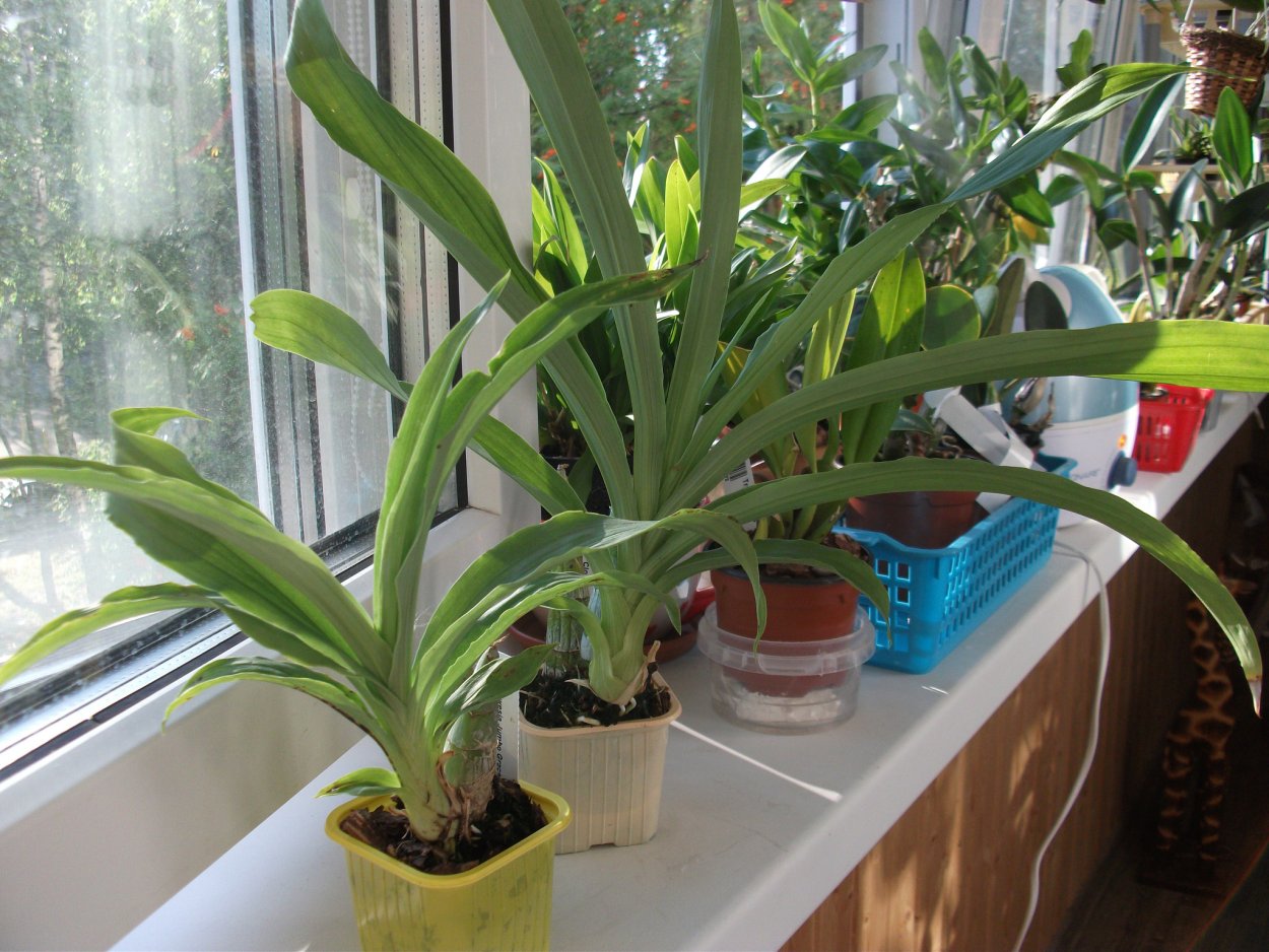 Цветонос на орхидеи морковка