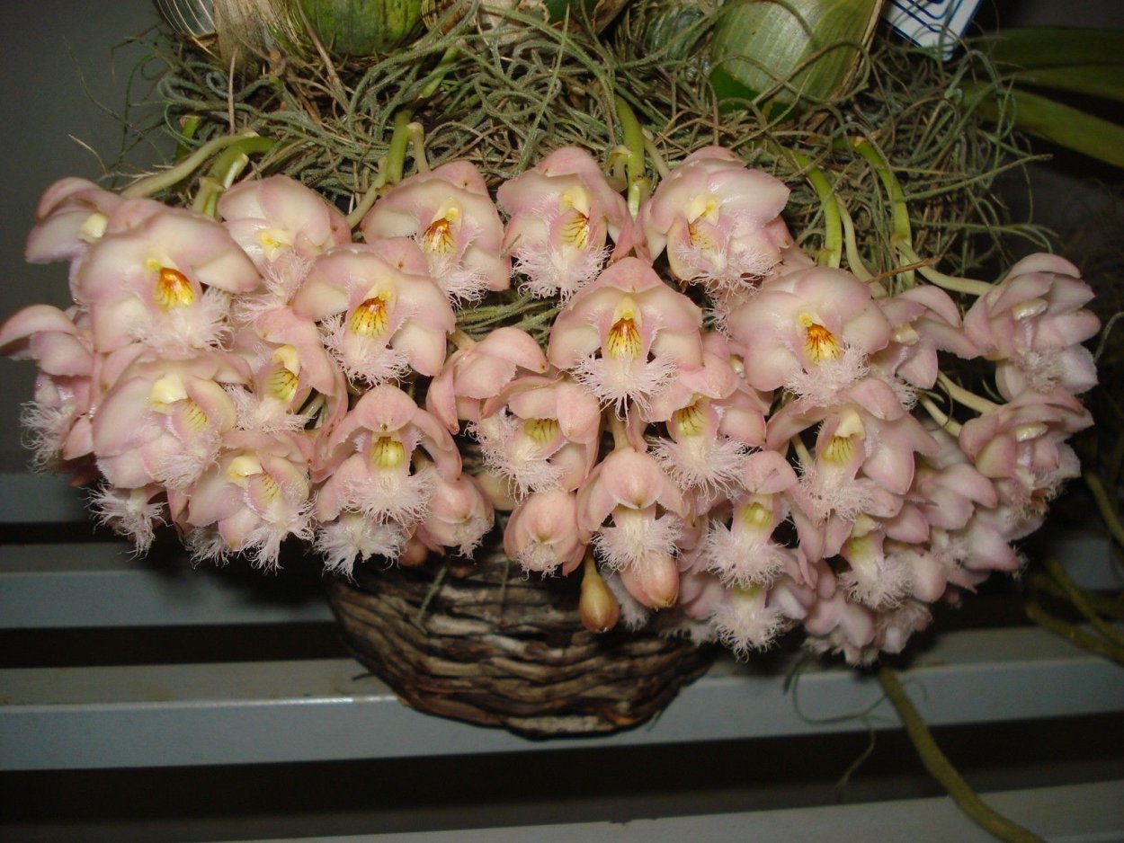 Кловезия Орхидея