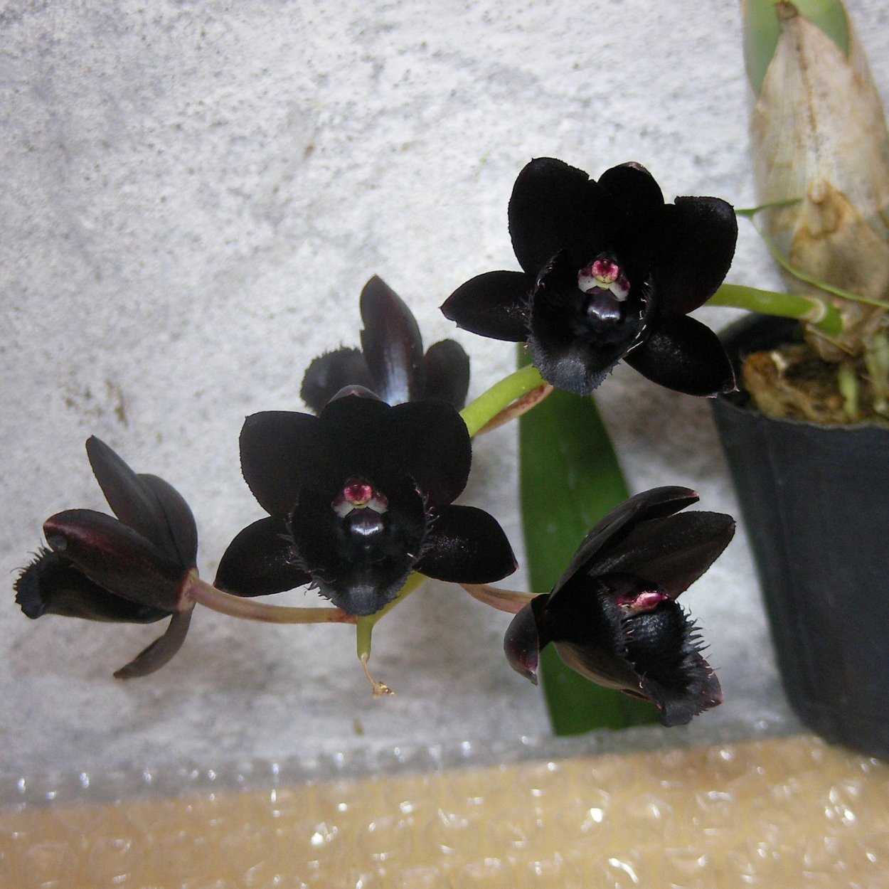 Орхидея Fredclarkeara after Dark