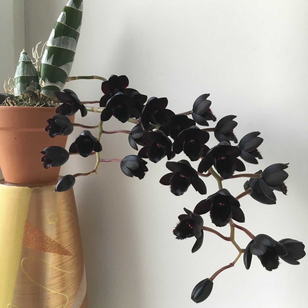 Орхидея Fredclarkeara after Dark 'SVO Black Pearl'