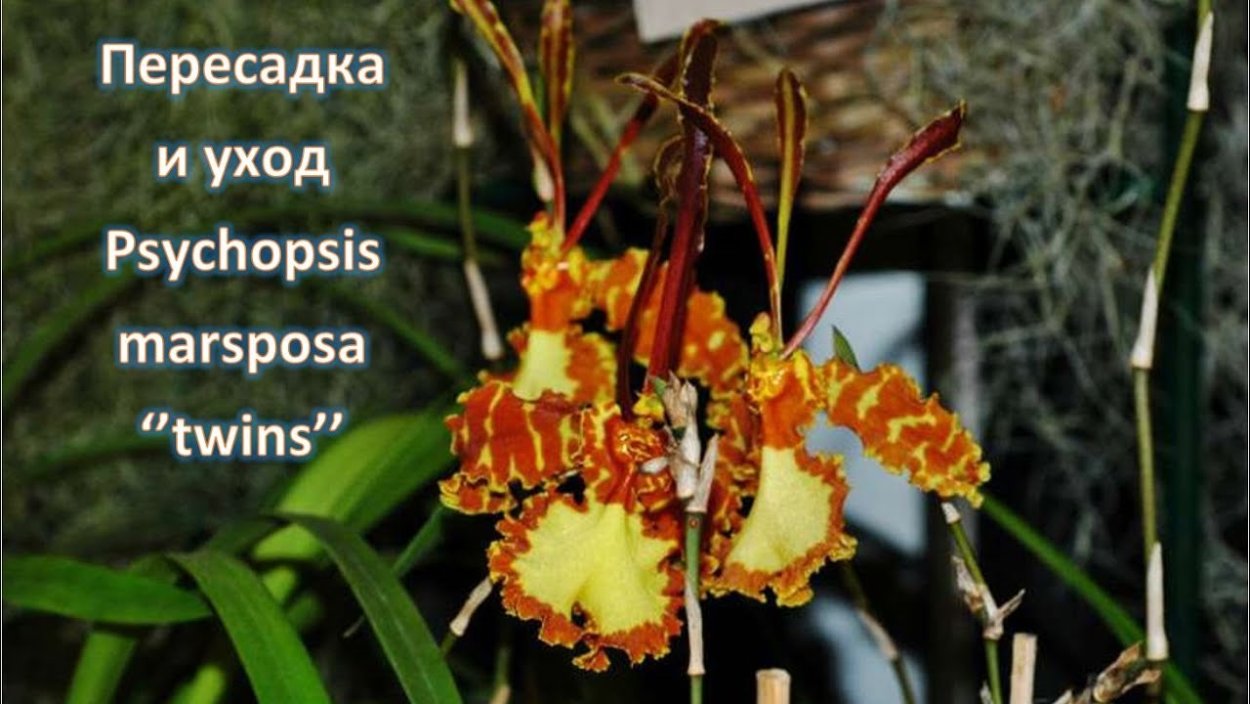 Психопсис Марипоза Твинс