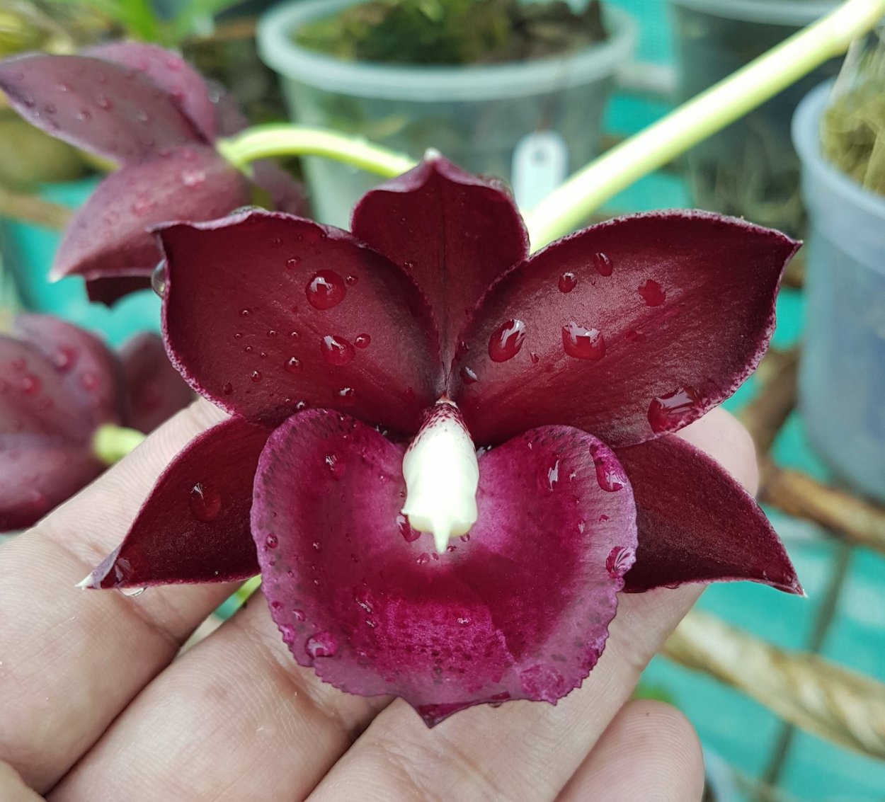 Monnierara Jumbo Delight