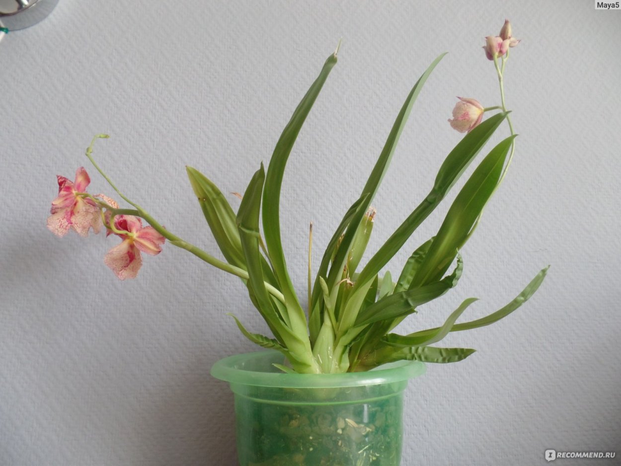 Орхидея морковка проснулась