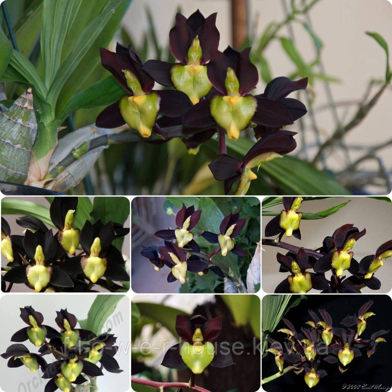 Орхидея Цикнохес