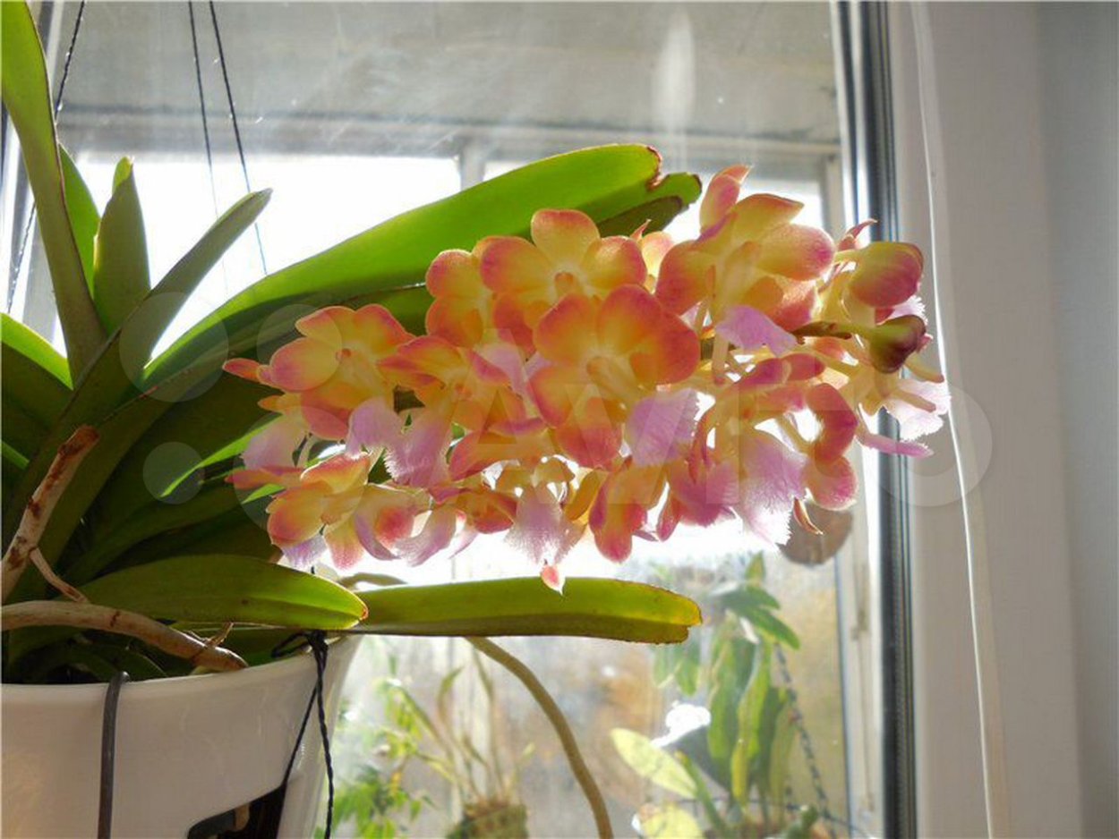 Ринхостилис Бангкок Сансет Орхидея