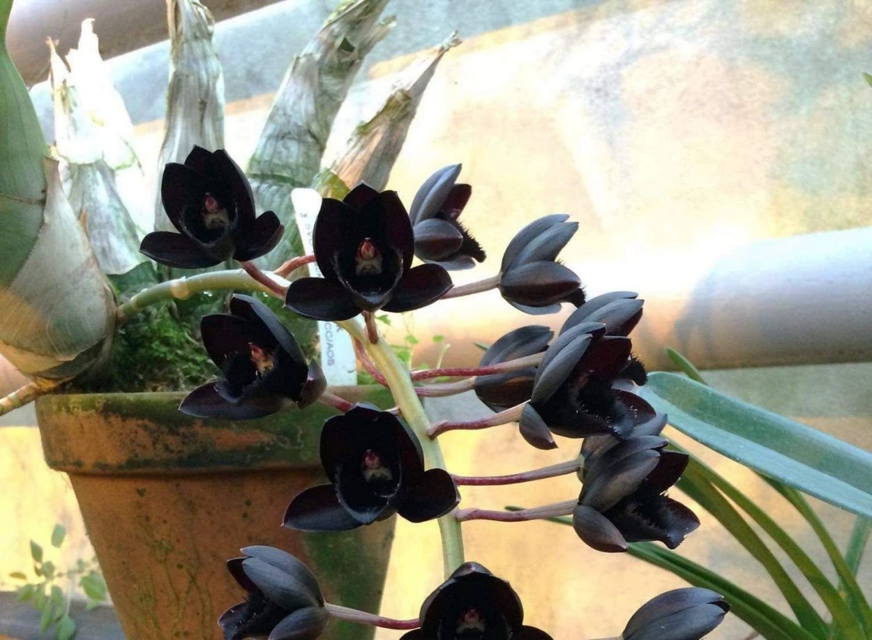 Орхидеи в Аптекарском огороде 2021