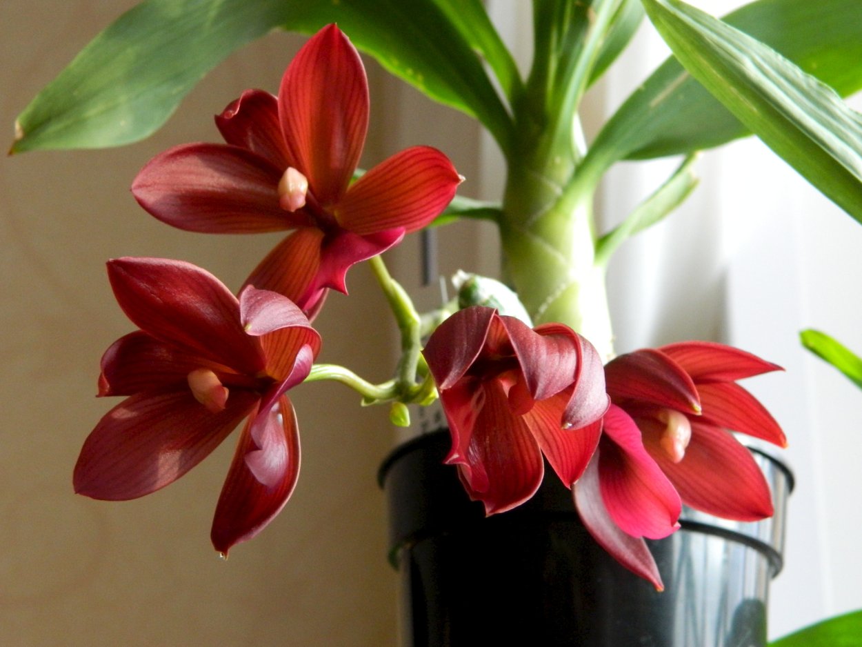 Орхидея морковка