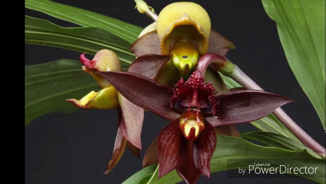 Bifrenaria fuerstenbergiana