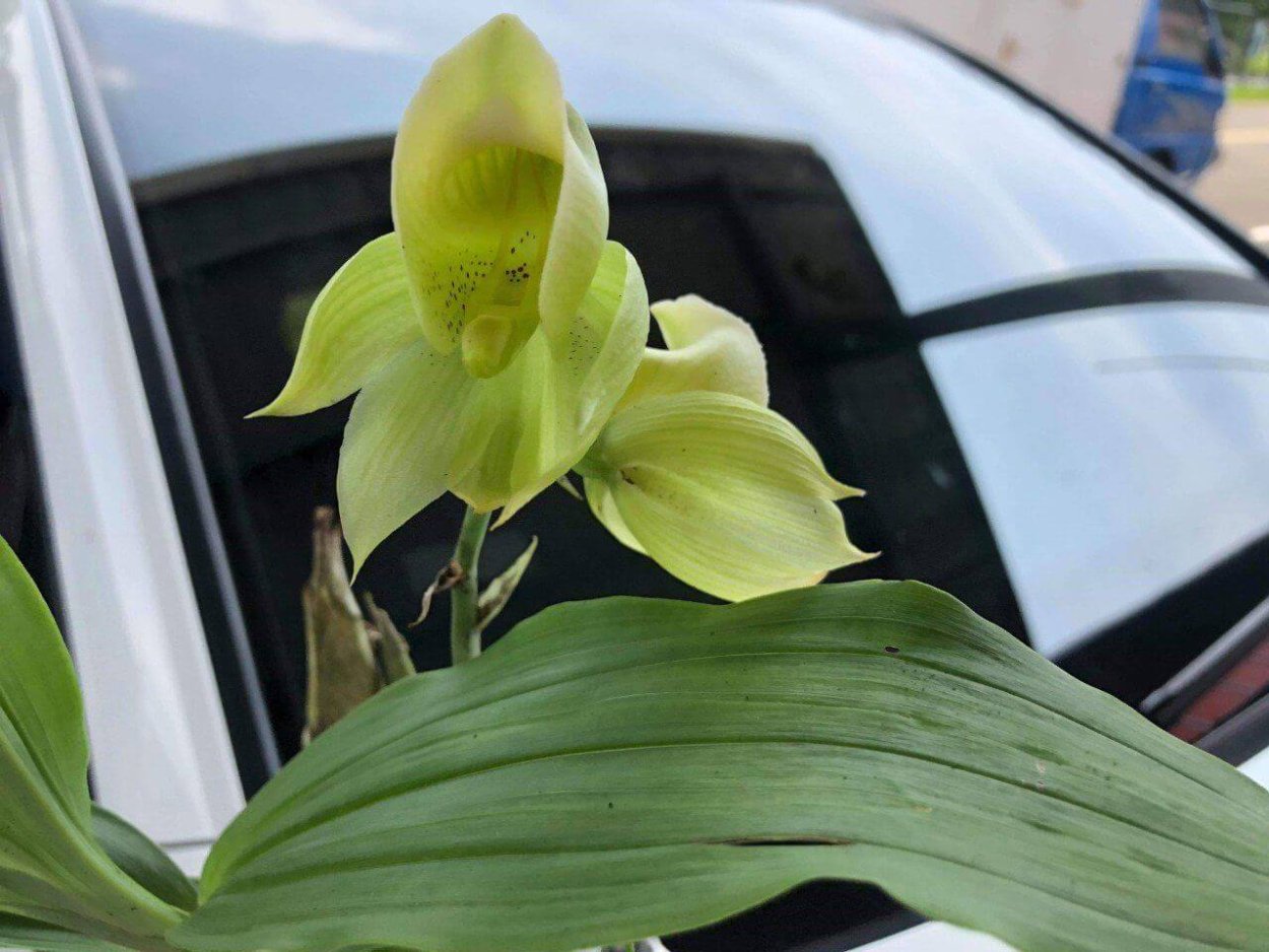 Фаленопсис морковка