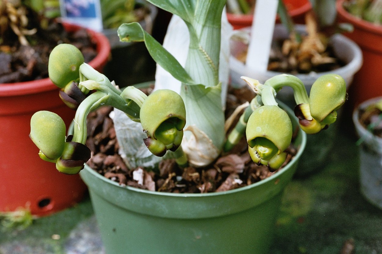 Орхидея морковка катасетум