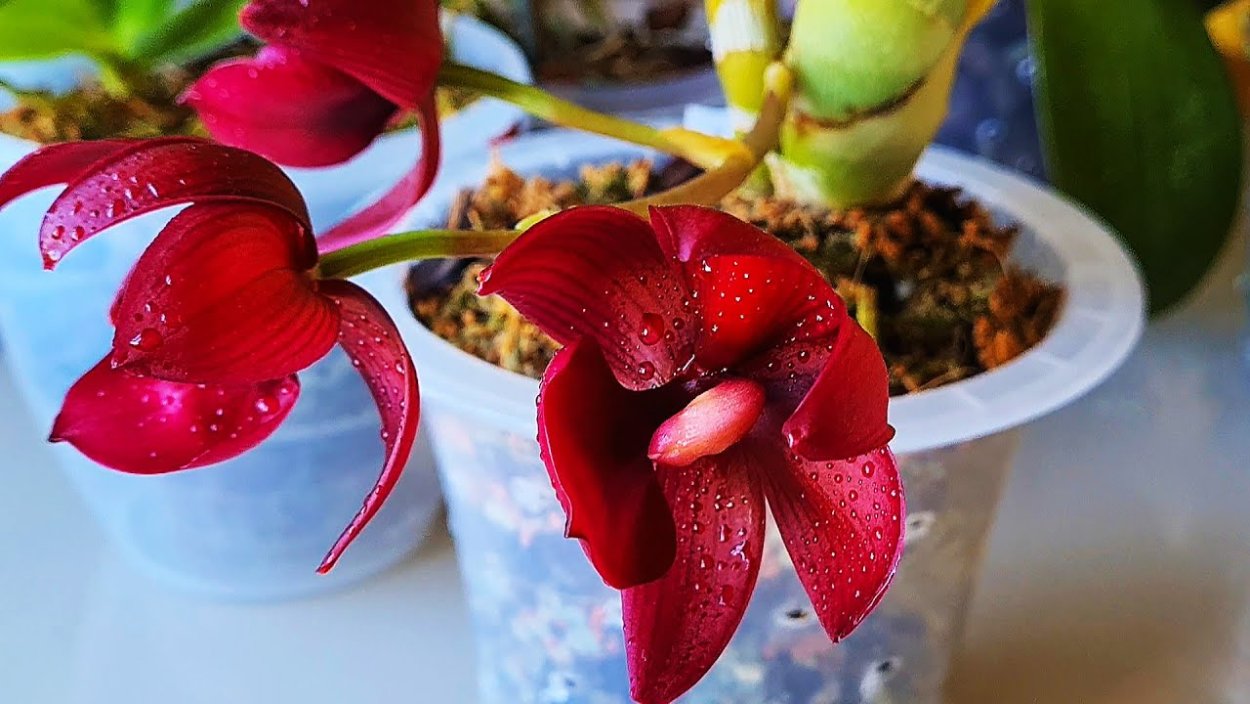 Морковка со цветоносом