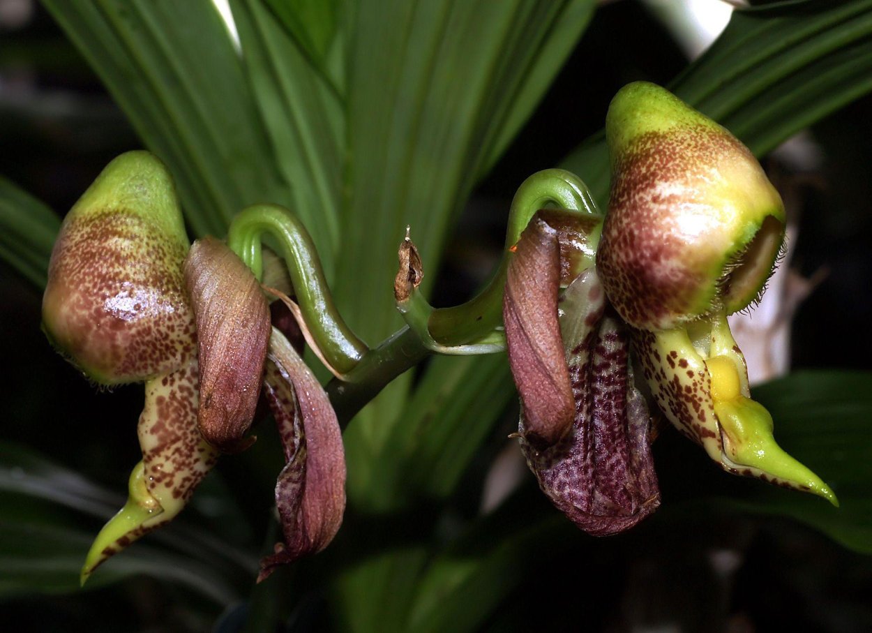 Катасетум макулатум