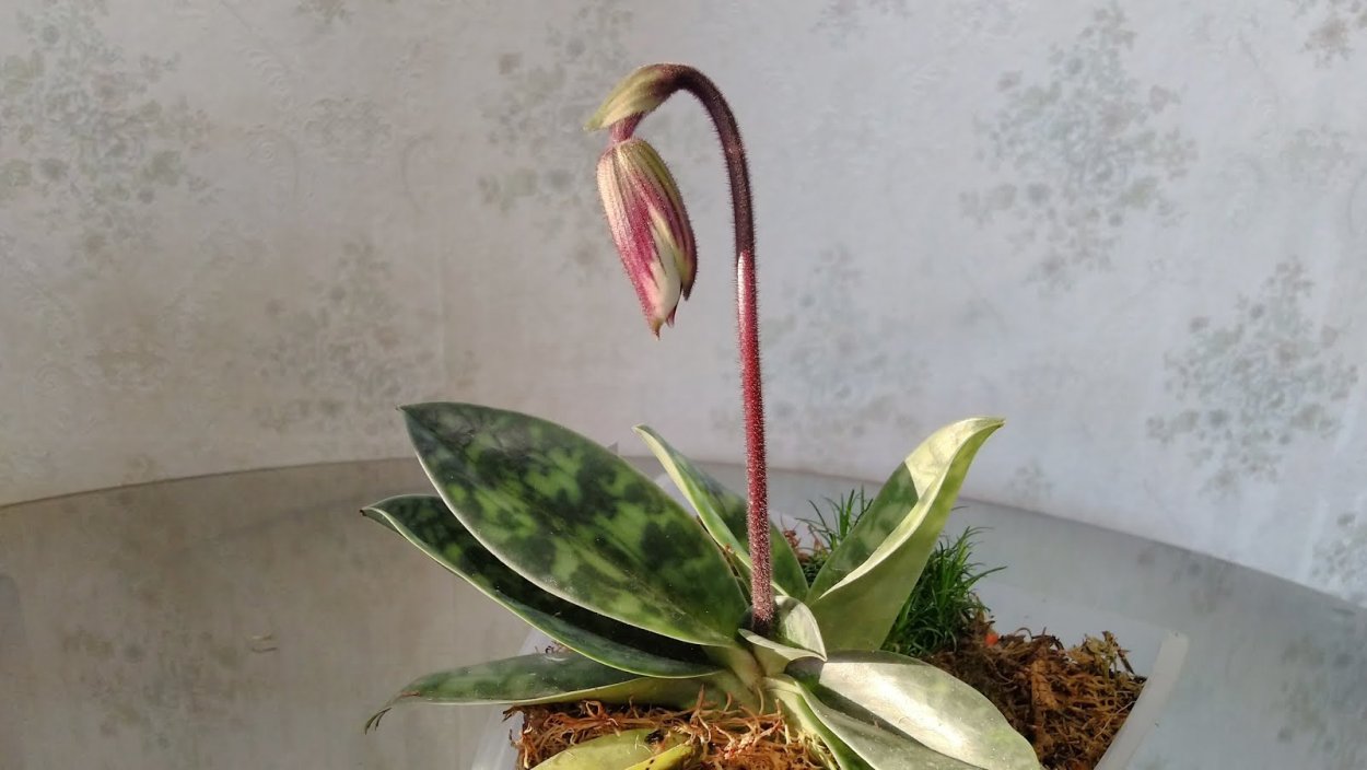 Башмачок пиноккио орхидея