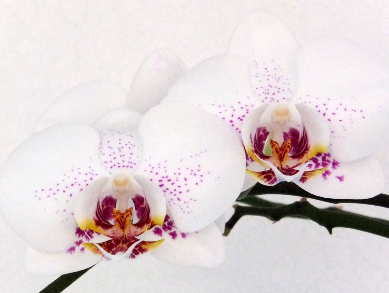 Орхидея чери бум