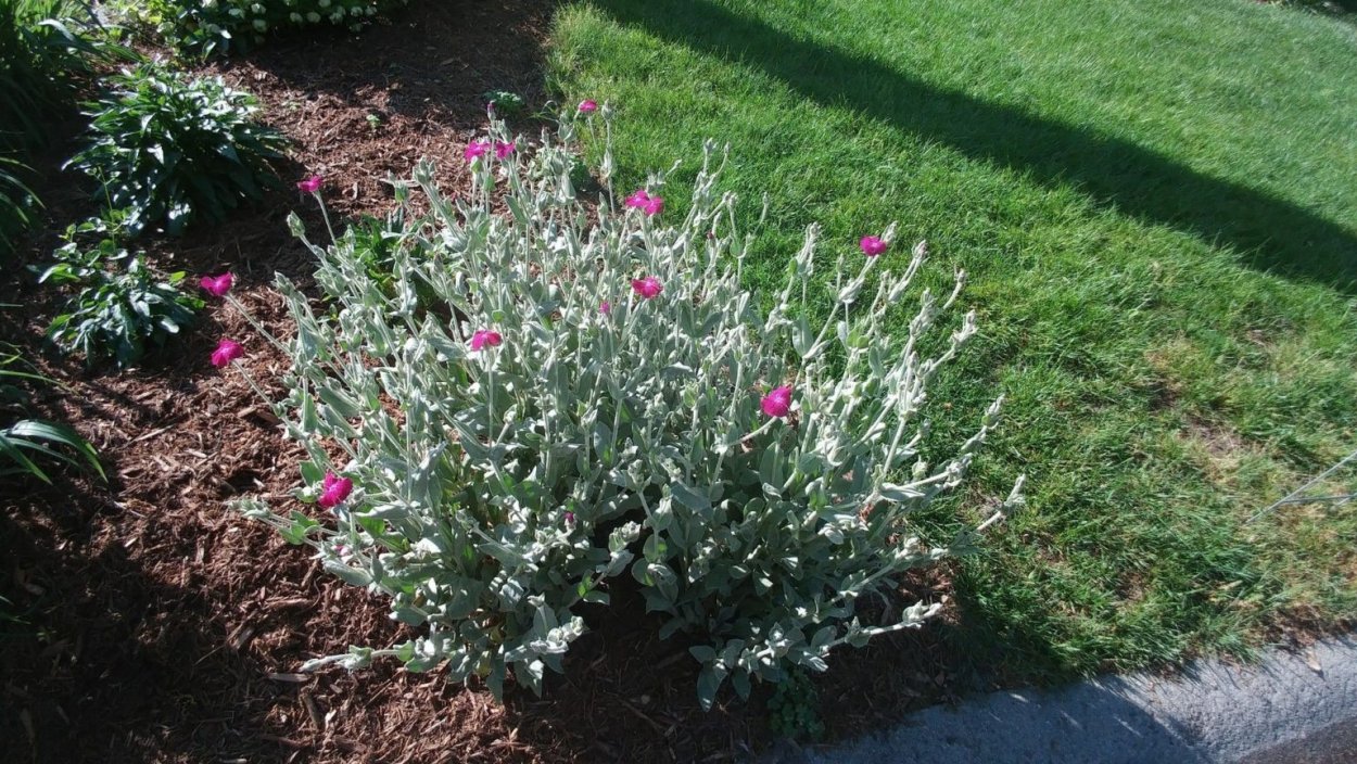 Лихнис и энотера