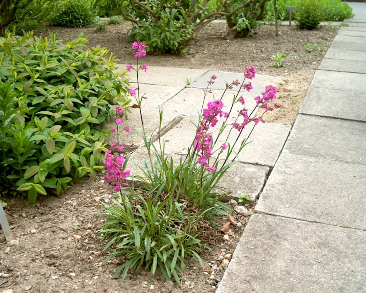 Лихнис корончатый