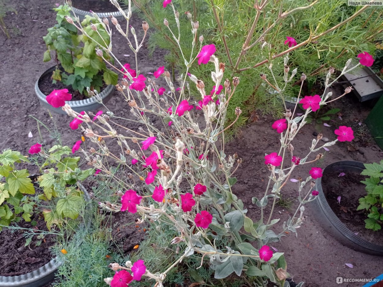 Лихнис корончатый (Lychnis coronaria) atrosanguinea