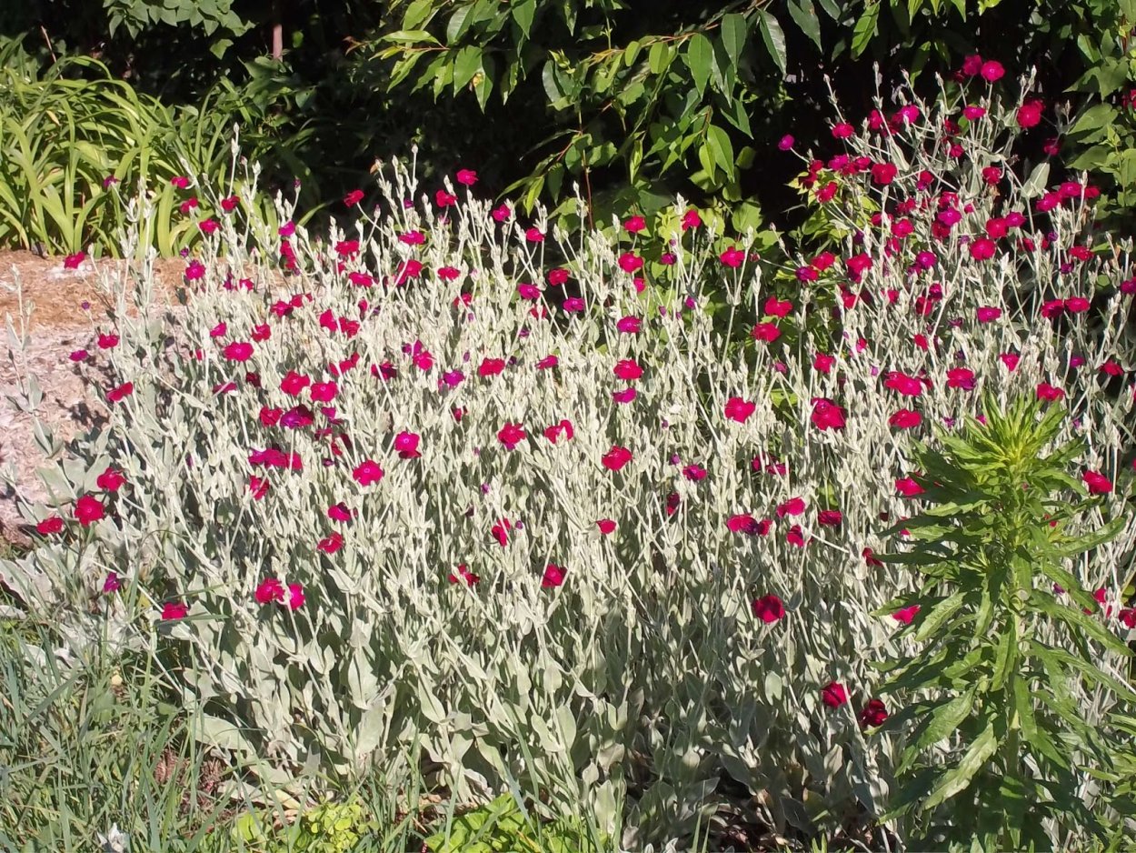 Лихнис корончатый на клумбе