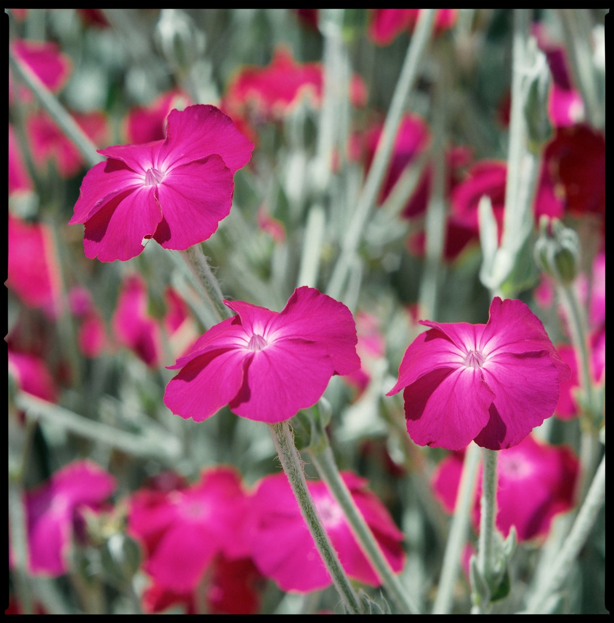 SFL t42 примеры фото