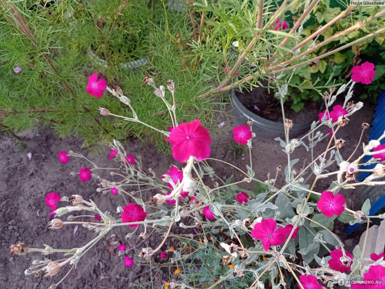 Лихнис корончатый.халцедонский