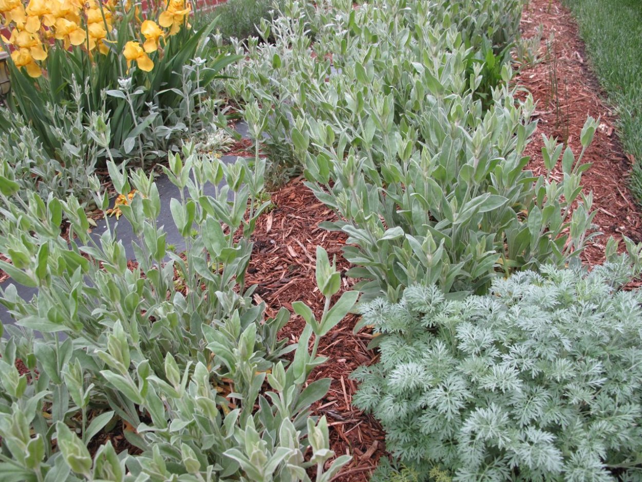 Лихнис корончатый белый