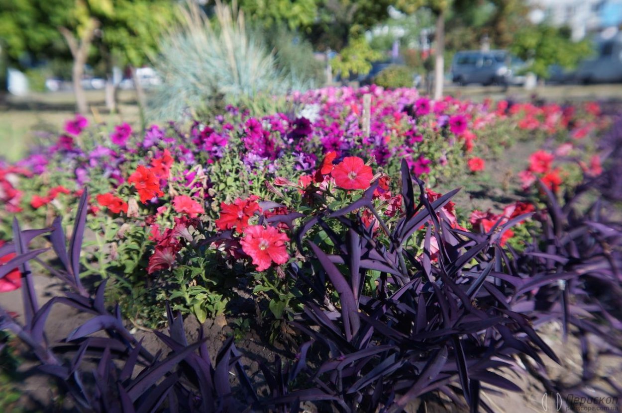 Лихнис Вилфорда