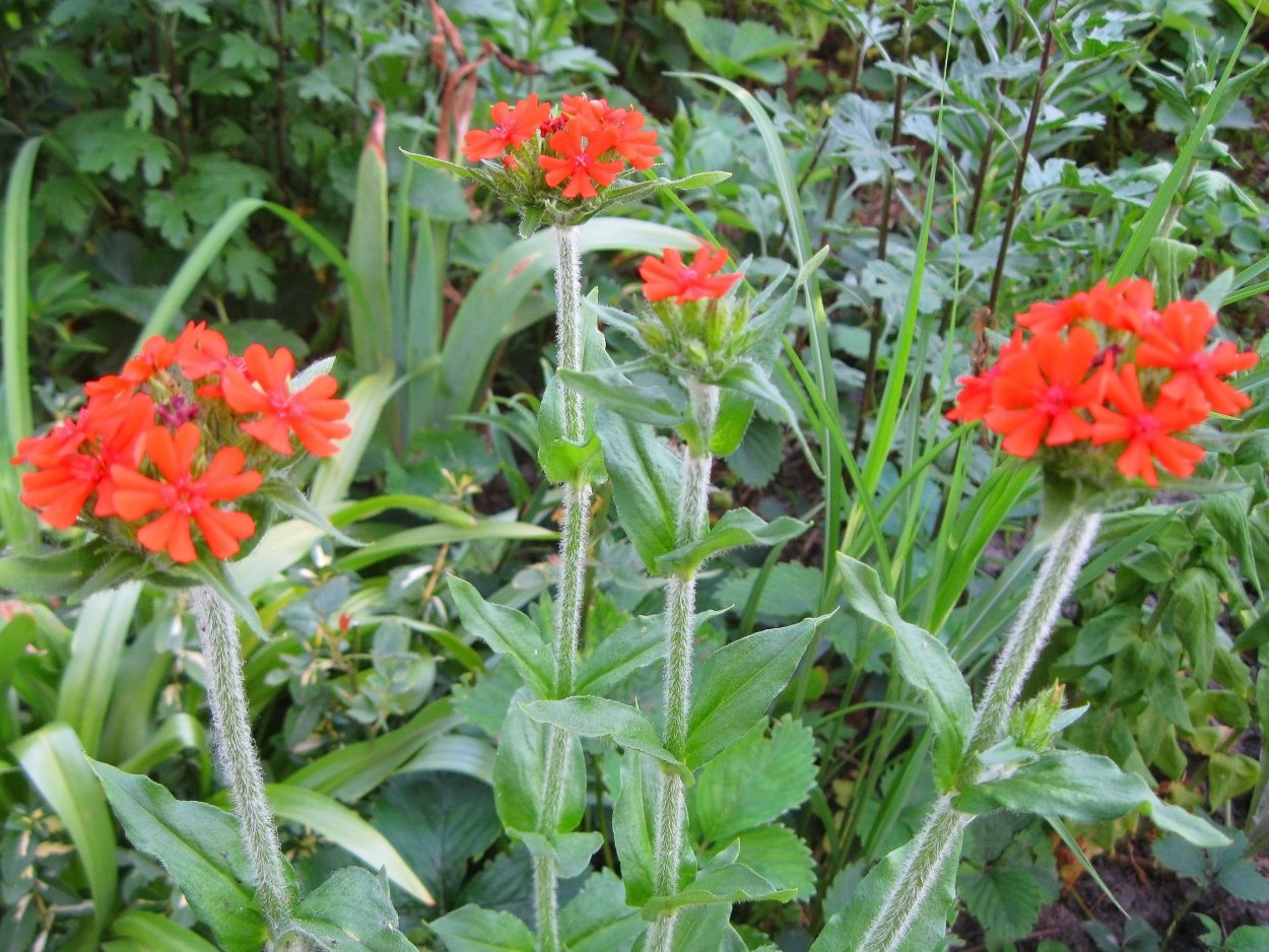 Лихнис венечный