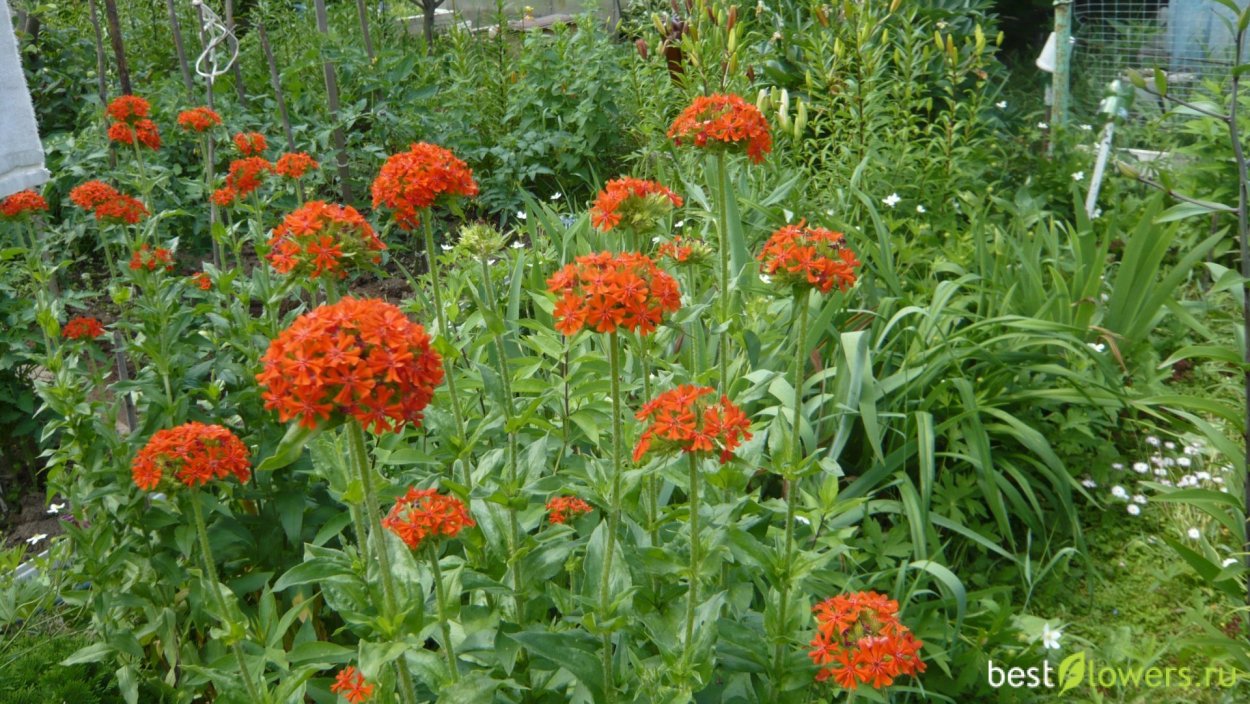 Лихнис коронария