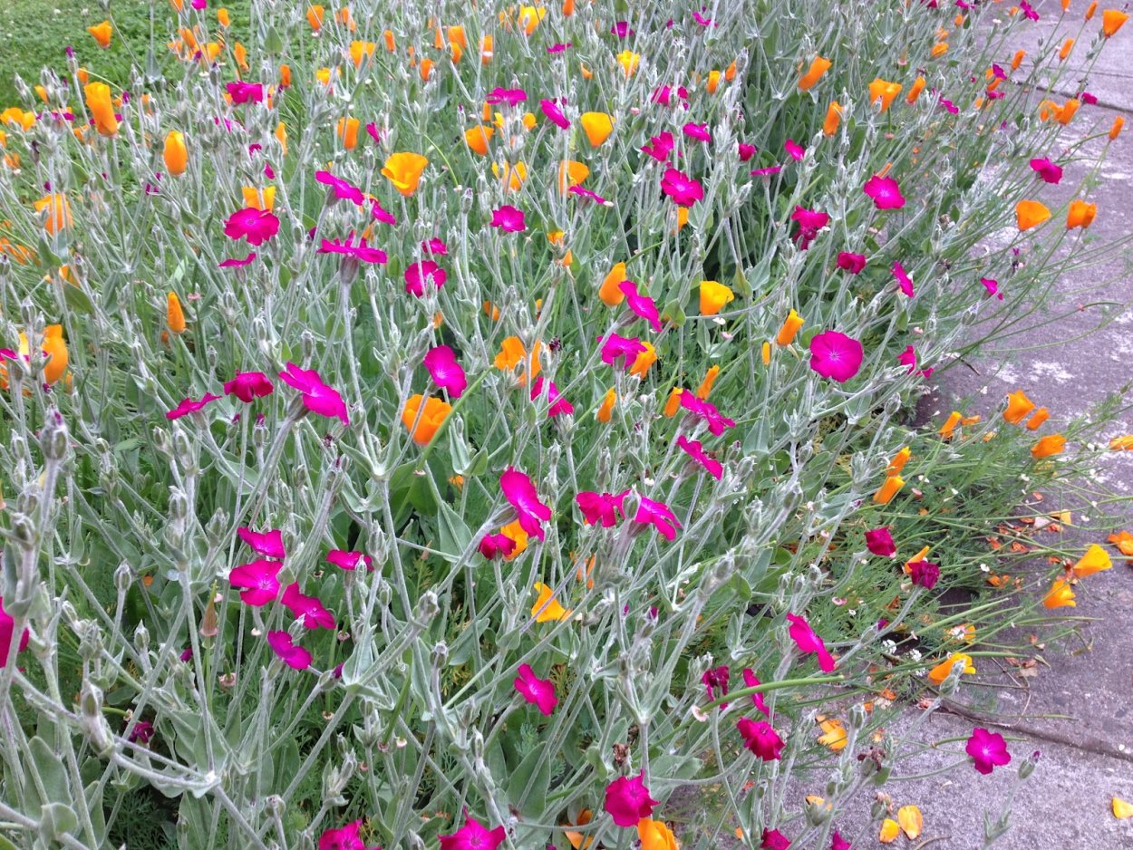 Лихнис корончатый