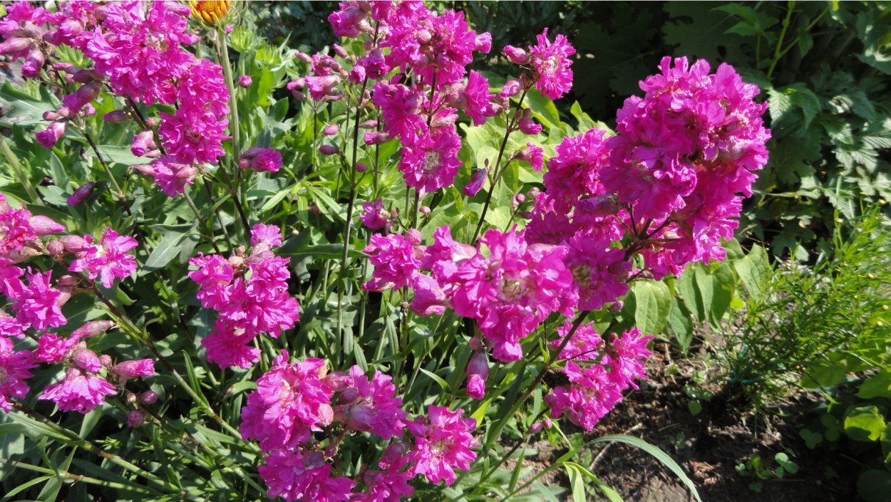 Лихнис халцедонский Раурайф