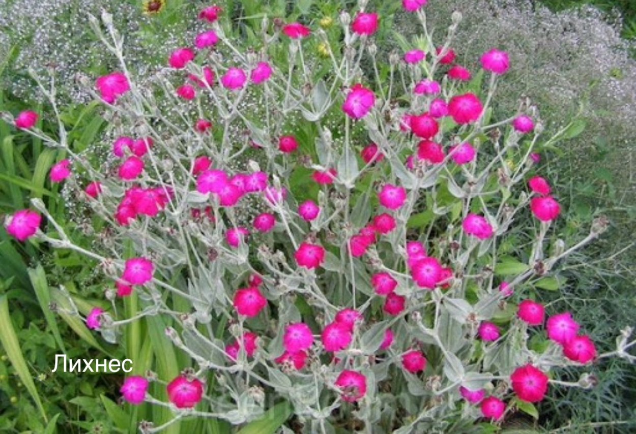 Лихнис корончатый многолетний