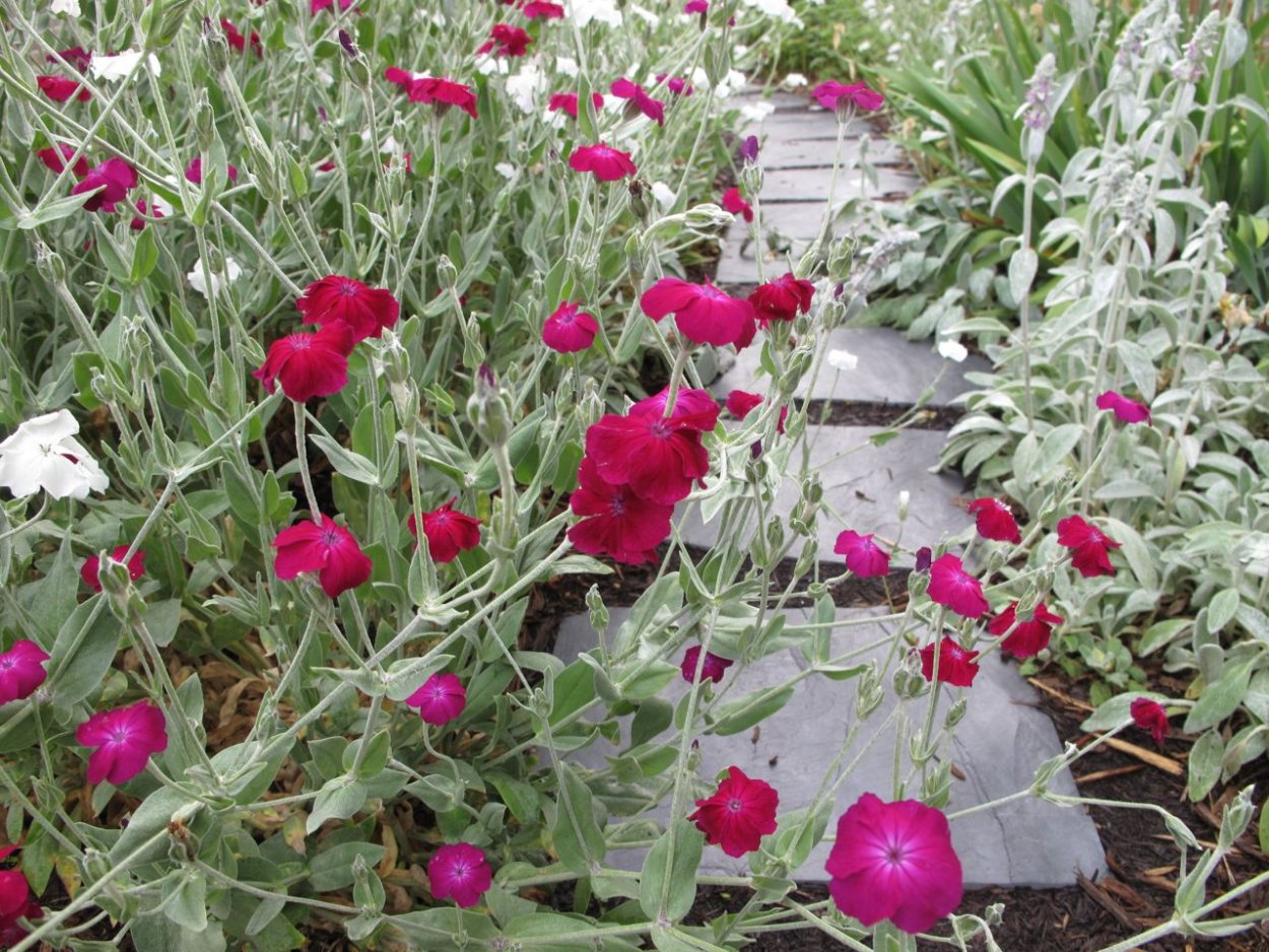 Лихнис корончатый